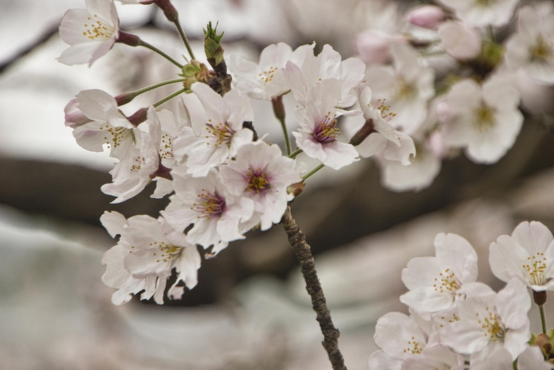 Illustration for article titled Random Walk Around My Place #2: Sakura Edition